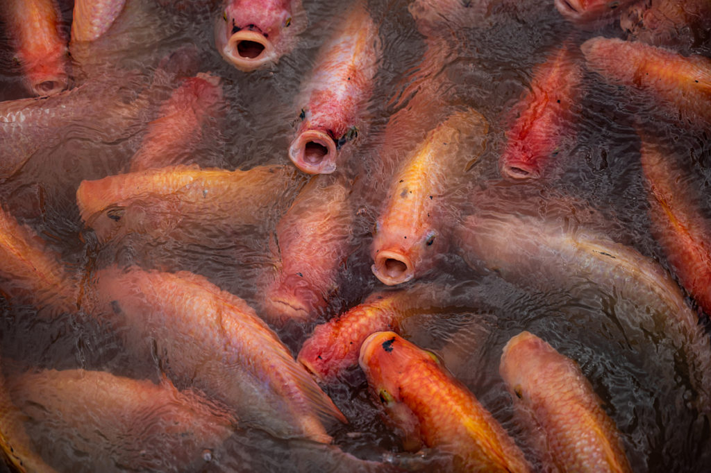 A large group of red hybrid tilapia wait to be fed in a densely crowded floating pen at a fish farm in Thailand. Overcrowding is common problem in aquaculture, which can affect the health of the fish being raised. Thailand, 2021. Mako Kurokawa / Sinergia Animal / We Animals