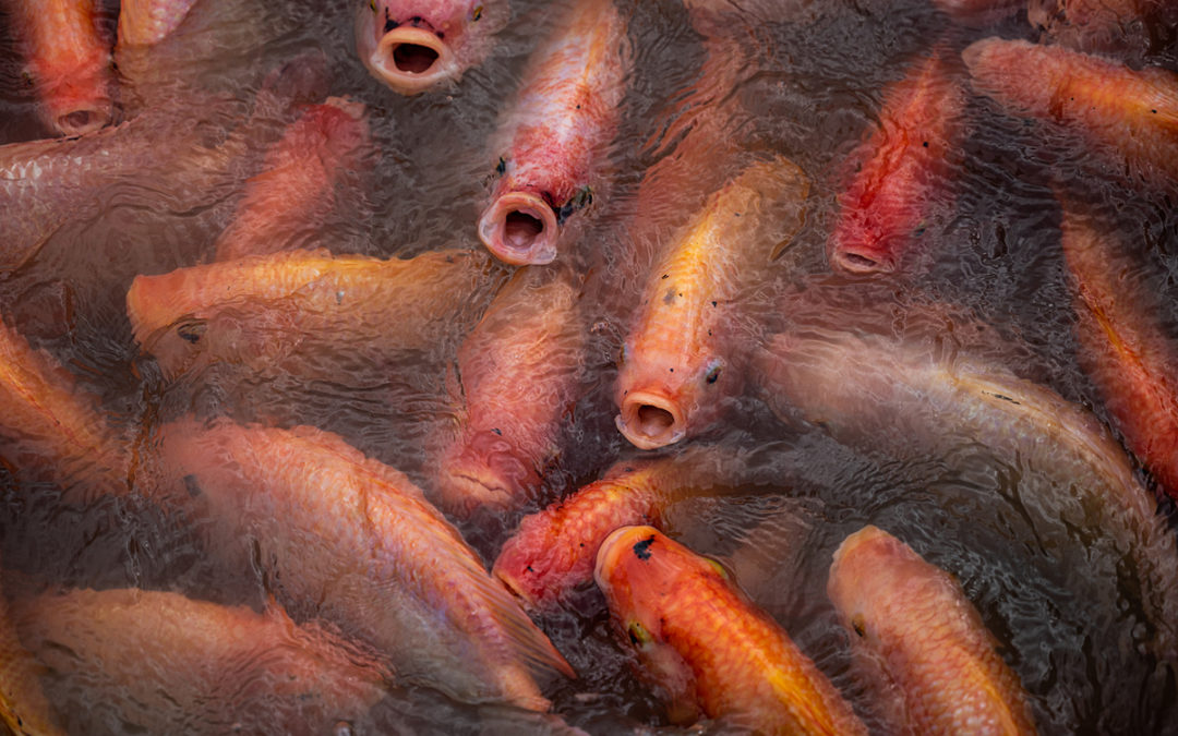 Investigation: Thai Fish Farms and Markets