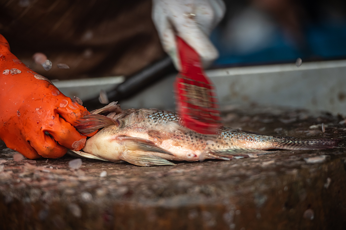 A fishmonger scales a Nile tilapia after slaughtering the fish at wet market in Thailand. Tilapia are widely consumed fish, and they are among the most popular species for aquaculture in Thailand. Thailand, 2021. Mako Kurokawa / Sinergia Animal / We Animals