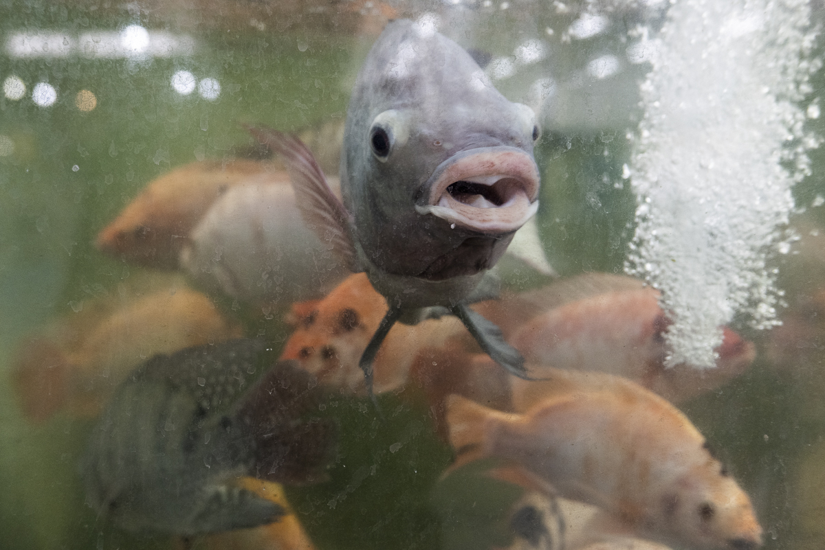 Live tilapia swim in a murky tank at a supermarket. Indonesia, 2021. Lilly Agustina / Act for Farmed Animals / We Animals