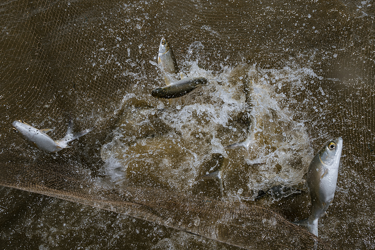 Milkfish squirm and flop around as they are removed from a pond at an Indonesian fish farm. A worker uses a net to extract the fish and check their size before putting them back in the water. Indonesia, 2021. Lilly Agustina / Act for Farmed Animals / We Animals