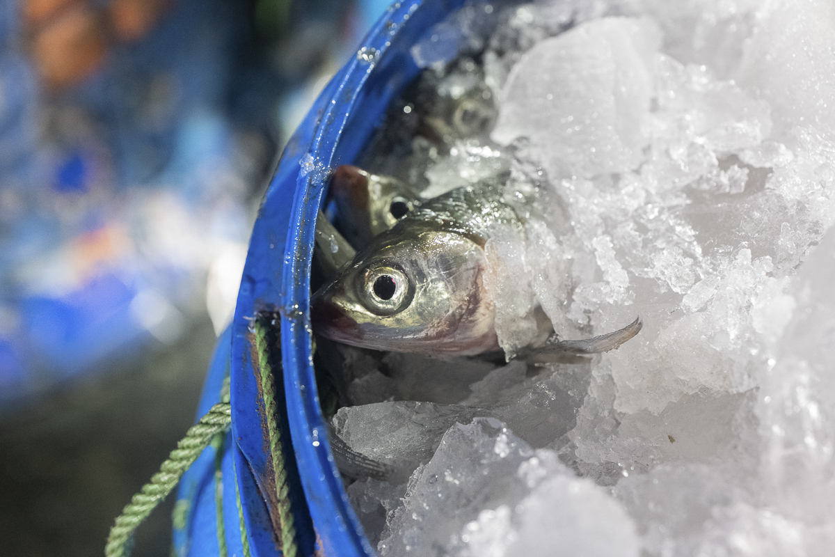 Close-up view of a dead milkfish, from the evening's harvest, packed in ice inside a transportation barrel and waiting to be sent to market on a fish farm. Indonesia, 2021. Lilly Agustina / Act for Farmed Animals / We Animals