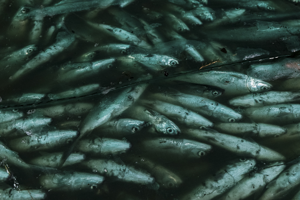 Milkfish packed tightly together inside a mesh net during a nighttime harvest at a fish farm in Indonesia. Crowding the fish together deprives them of oxygen and they eventually suffocate. Indonesia, 2021. Lilly Agustina / Act for Farmed Animals / We Animals