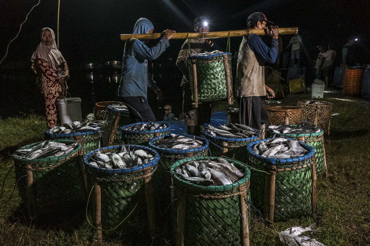 During a nighttime harvest on a fish farm in Indonesia, workers carry a basket full of dead milkfish to be loaded on trucks and sent to market. Several more baskets full of fish wait in the foreground to be moved. Indonesia, 2021. Lilly Agustina / Act for Farmed Animals / We Animals