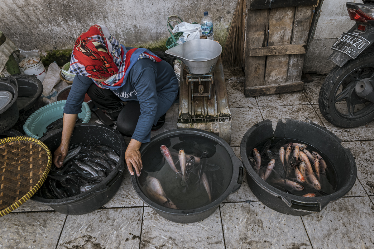 Live catfish heaped inside a small tub are sorted for size by a fishmonger at a small Indonesian food market. While the tub in which the catfish are held contains no water, the robust physiology of catfish allows them to stay alive outside of water longer Indonesia, 2021. Lilly Agustina / Act for Farmed Animals / We Animals