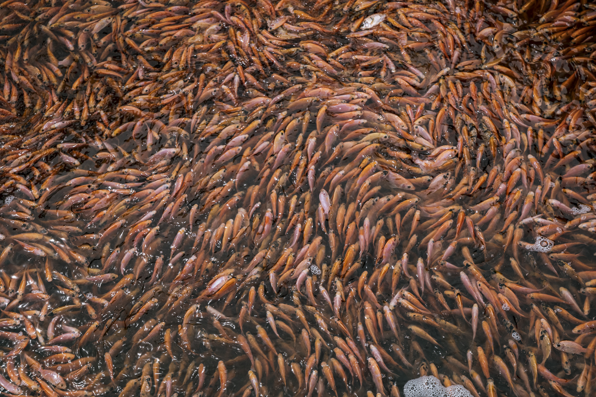 An overhead view of thousands of juvenile tilapia inside a mobile floating cage, waiting to be transferred to an Indonesian fish farm nearby. Indonesia, 2021. Lilly Agustina / Act for Farmed Animals / We Animals