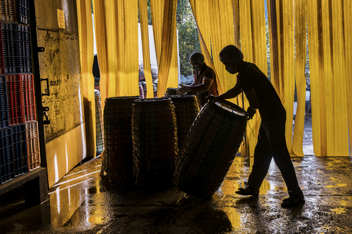 Workers at a milkfish storage facility in Indonesia unload large transportation barrels containing dead milkfish. Indonesia, 2021. Lilly Agustina / Act for Farmed Animals / We Animals