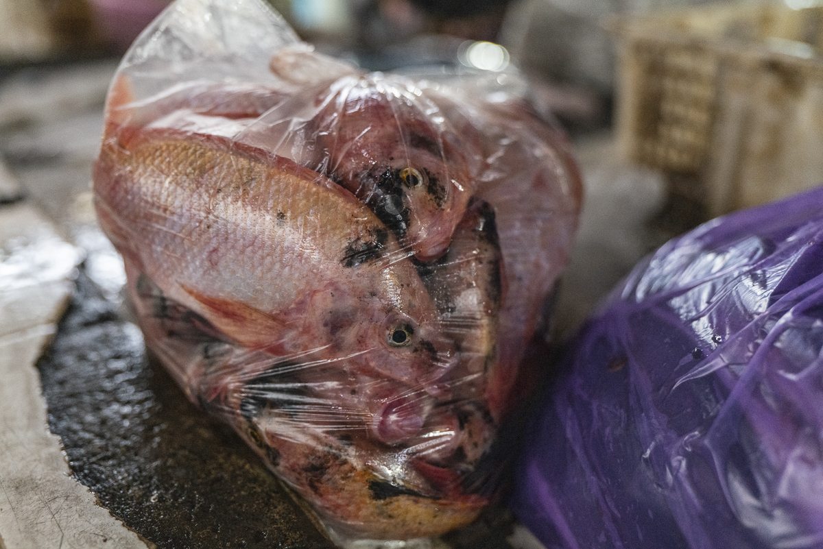 Dead and dying tilapia, packed into a transparent plastic bag for a customer at a fish market. Indonesia, 2021. Lilly Agustina / Act for Farmed Animals / We Animals