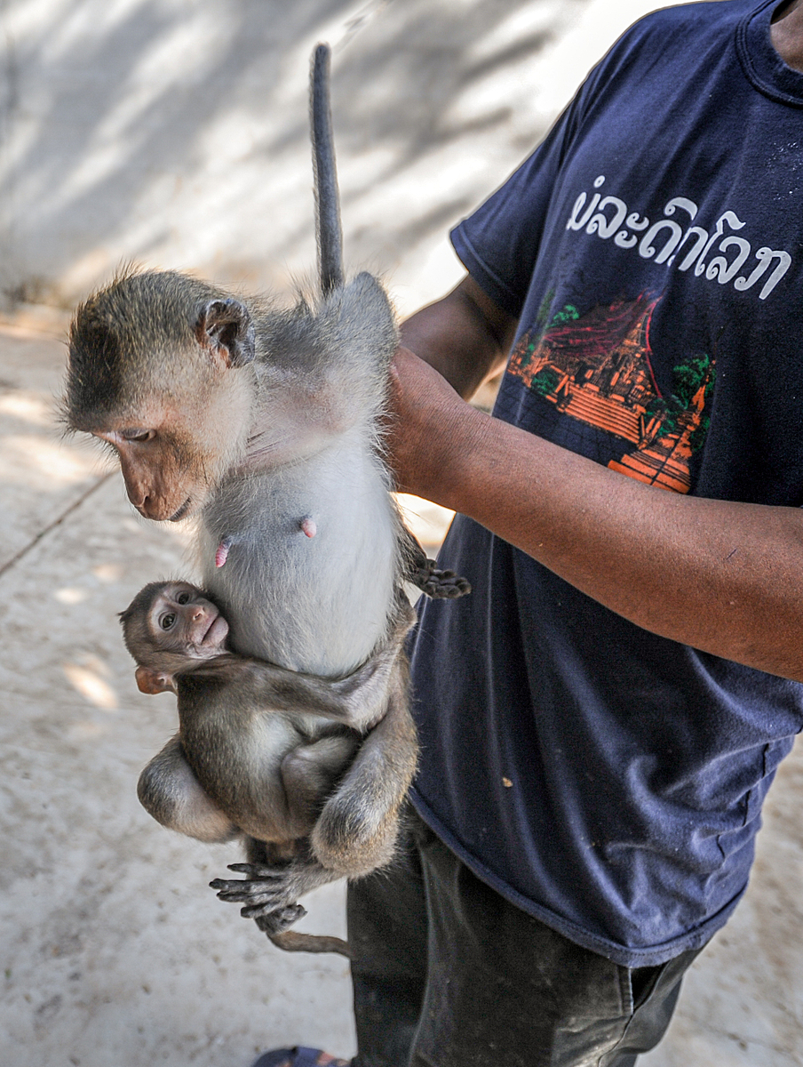 A farmer showing his product at a macaque breeding facility. Lao People's Democratic Republic, 2011. Jo-Anne McArthur / We Animals.