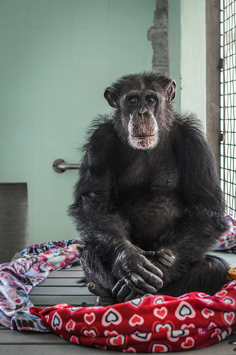 Ron, a chimpanzee rescued from invasive research, in his nest of blankets at Save the Chimps in 2002. USA, 2011. Jo-Anne McArthur / We Animals.