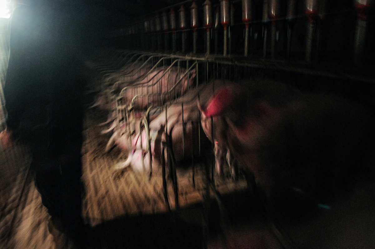 Investigation with Animal Equality. Spain, 2009. Jo-Anne McArthur / Animal Equality / We Animals