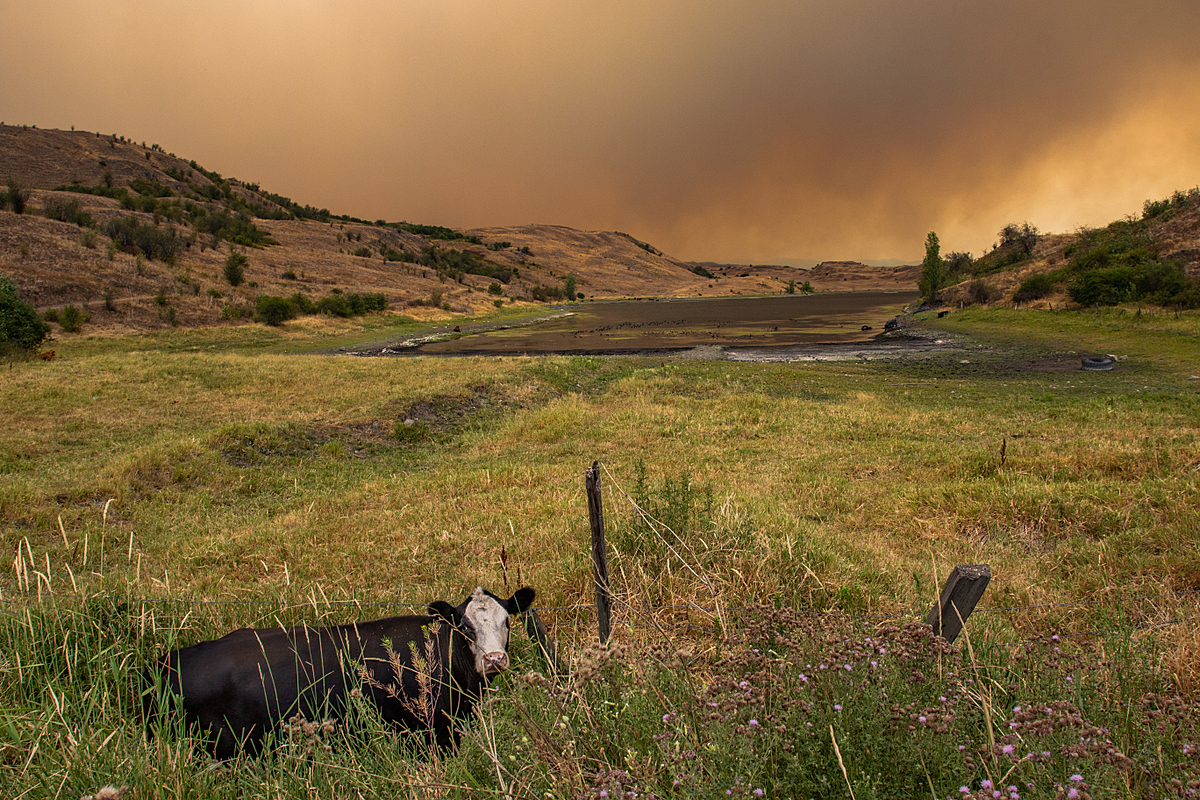 Cows grazing near Goose Lake in Vernon BC. Thick smoke from the White Rock Lake wildfire billows in the background. As of early Aug 2021, there are 280 active wildfires burning in British Columbia. 33 are wildfires of note, meaning fires which are visible or pose a threat to public safety. B.C. Wildfire Service has responded 1,427 wildfires since April 1, 2021. Canada, 2021. We Animals.