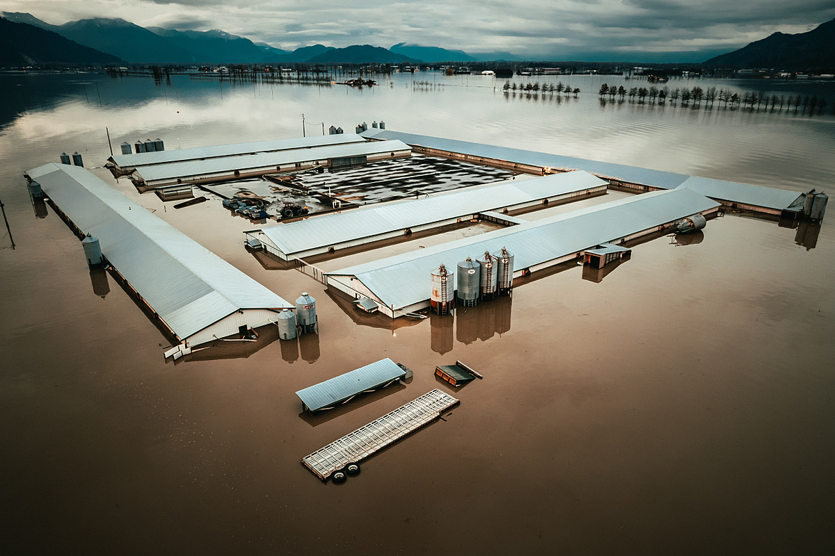 A farm sits partially submerged in water from the Abbotsford, BC floods in November of 2021. British Columbia has felt the devastating effects of climate change throughout 2021 with wildfires, a heat dome and most recently, severe flooding. Ground zero for the November floods hit one of Canada's largest animal agriculture zones in the Fraser Valley, which produces 75% of the dairy and the majority of the chicken and eggs for the province. When the floods inundated Abbotsford, hundreds of thousands of animals, mostly chickens, are believed to have perished in the disaster. Canada, 2021. Nick Schafer Media / We Animals.