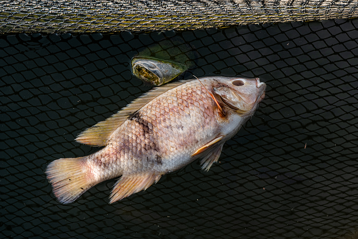 Overhead view of the decaying body of a dead tilapia floating on the surface water of a net cage. The cage is inside an Indonesian fish farm that is located on a freshwater reservoir. Indonesia, 2021. Lilly Agustina / Act for Farmed Animals / We Animals