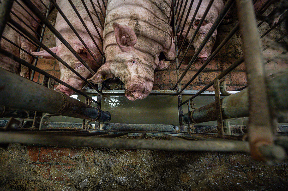 A pregnant sow lies on a floor slick with feces and urine in a cage in which she cannot turn around. This industrial farm in northern Italy housed thousands of pigs in this condition. Italy, 2015. Jo-Anne McArthur / Essere Animali / We Animals