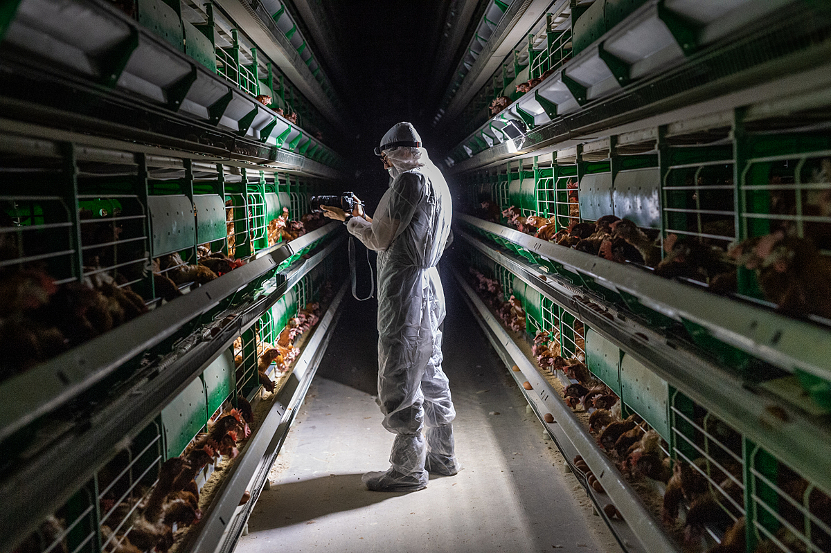 An activist documents conditions for hens in an egg-laying barn. Spain, 2017. Jo-Anne McArthur / Animal Equality / We Animals