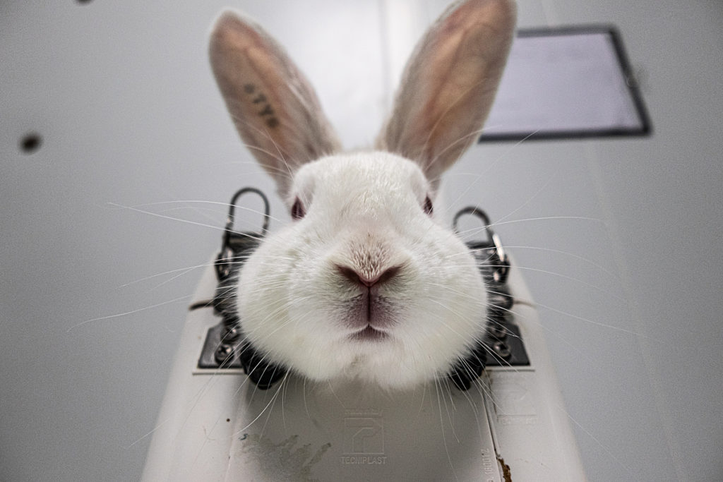 A rabbit immobilized in a restraint before having her ears bled. Spain, 2019. Carlota Saorsa / HIDDEN / We Animals.
