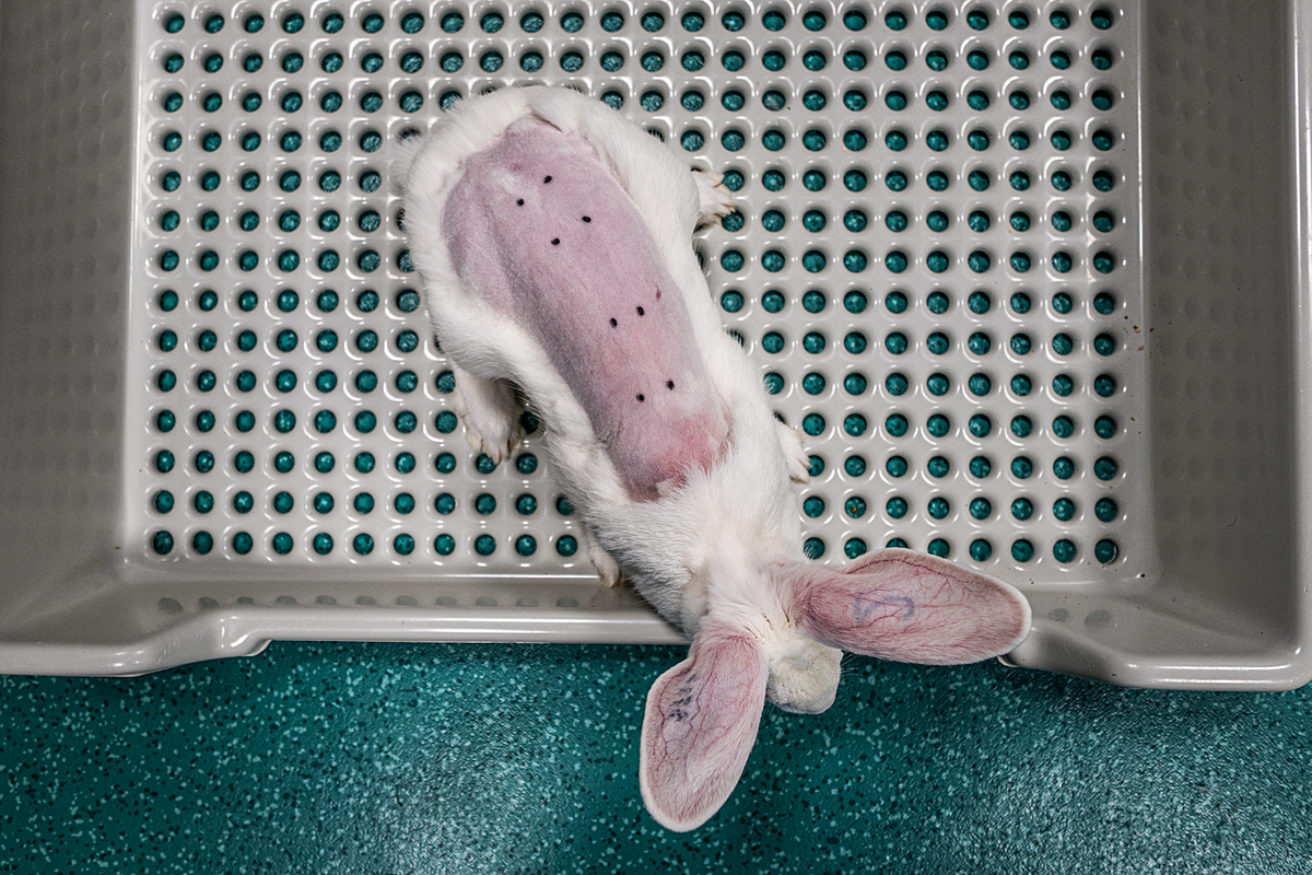 This rabbit’s back has been shaved and points marked in preparation for a product dermal toxicity test. Spain, 2018. Carlota Saorsa / HIDDEN / We Animals.