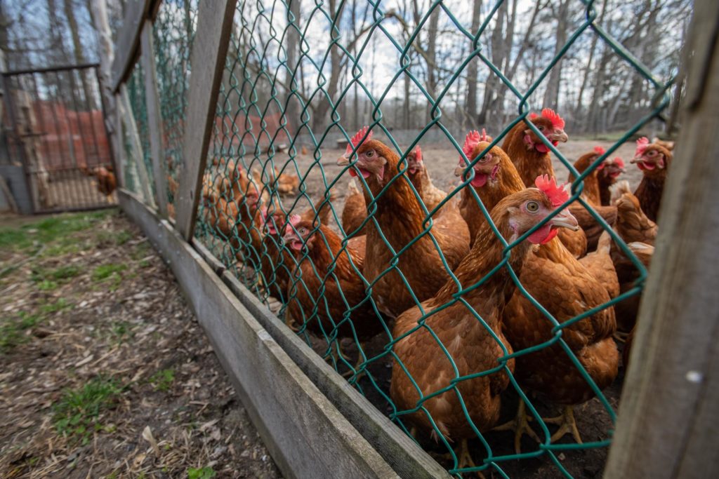Assignment: Bird Flu (H5N1) Spreads Across the US, Canada and Europe