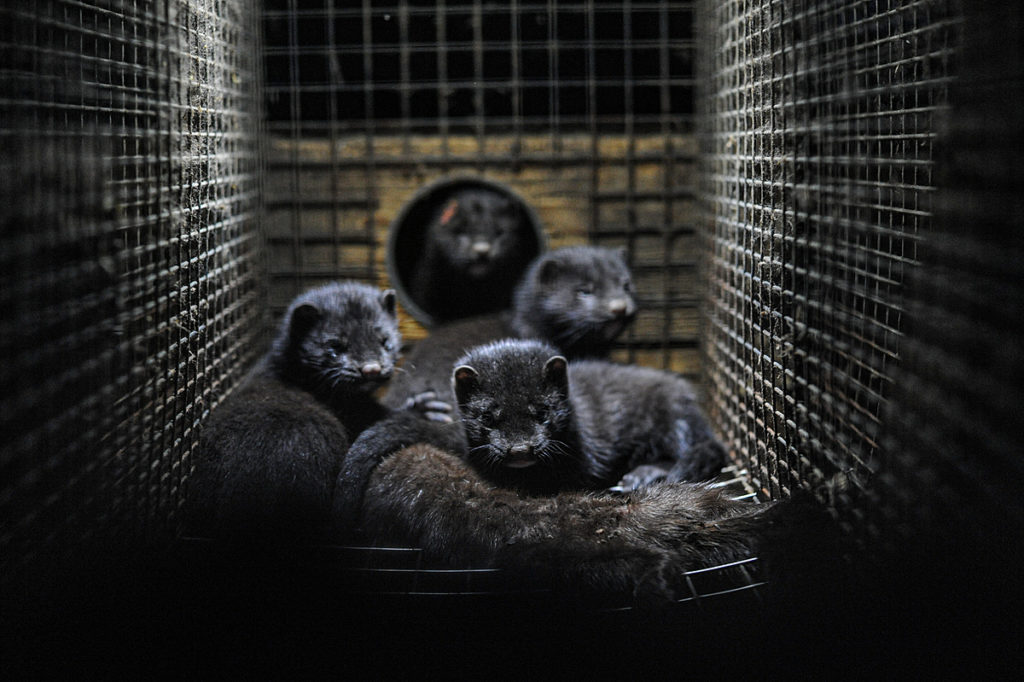 The Decline of Fur Farming in Canada