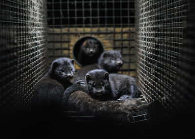 The Decline of Fur Farming in Canada