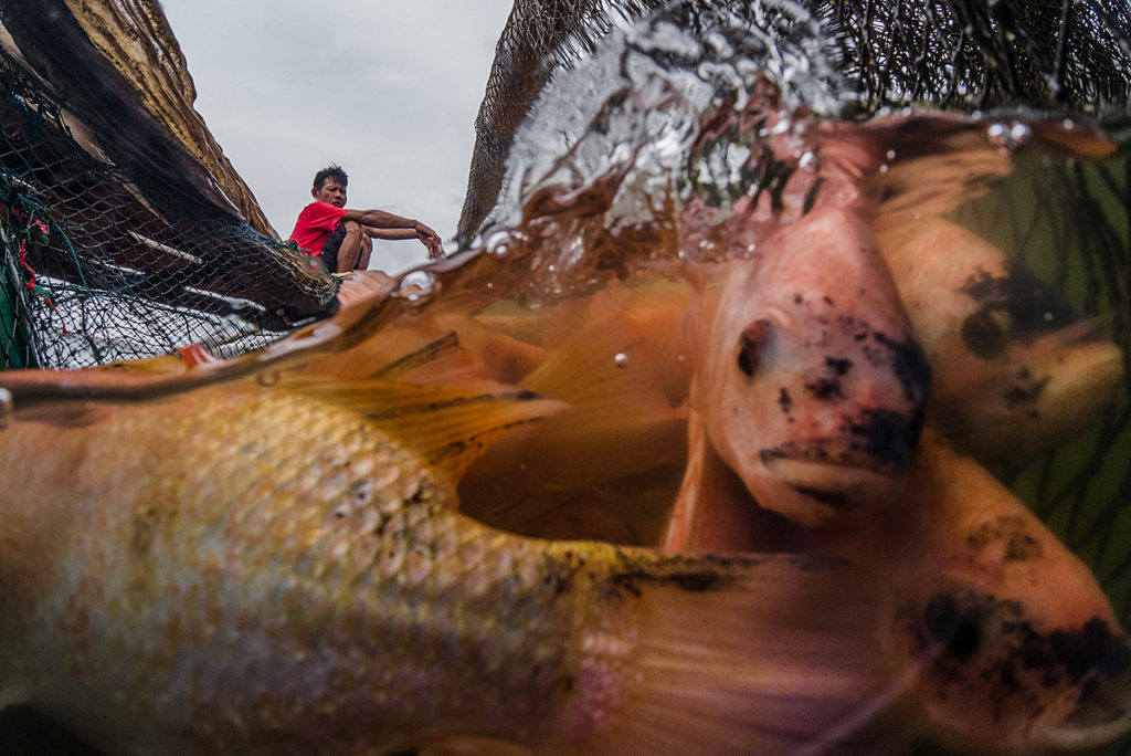 A close-up underwater view of a crowded group of tilapia on an Indonesian fish farm, about to be harvested from the floating cage they live in. Indonesia, 2021. Lilly Agustina / Act For Farmed Animals / We Animals