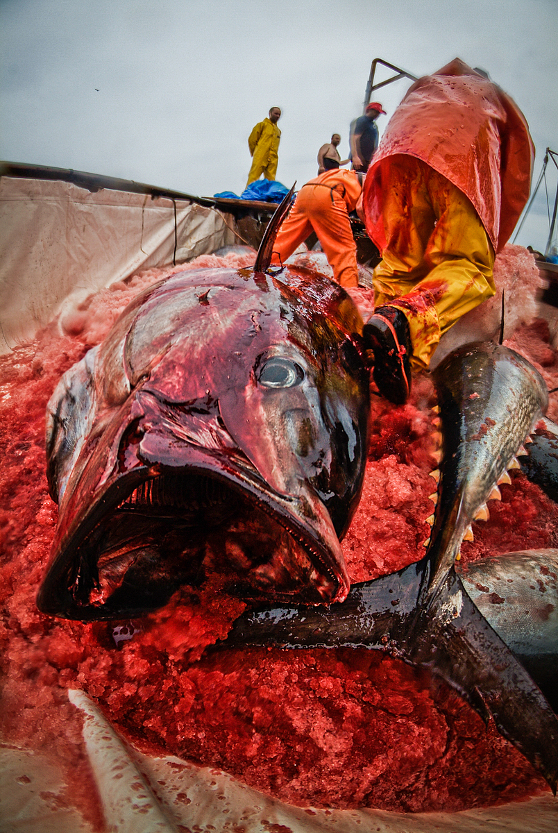 Bluefin tuna are caught in the Mediterranean Sea for the sushi market. Once hooked on board, they are stabbed and left to suffocate and bleed out. Italy, 2012. Jonás Amadeo Lucas / HIDDEN / We Animals