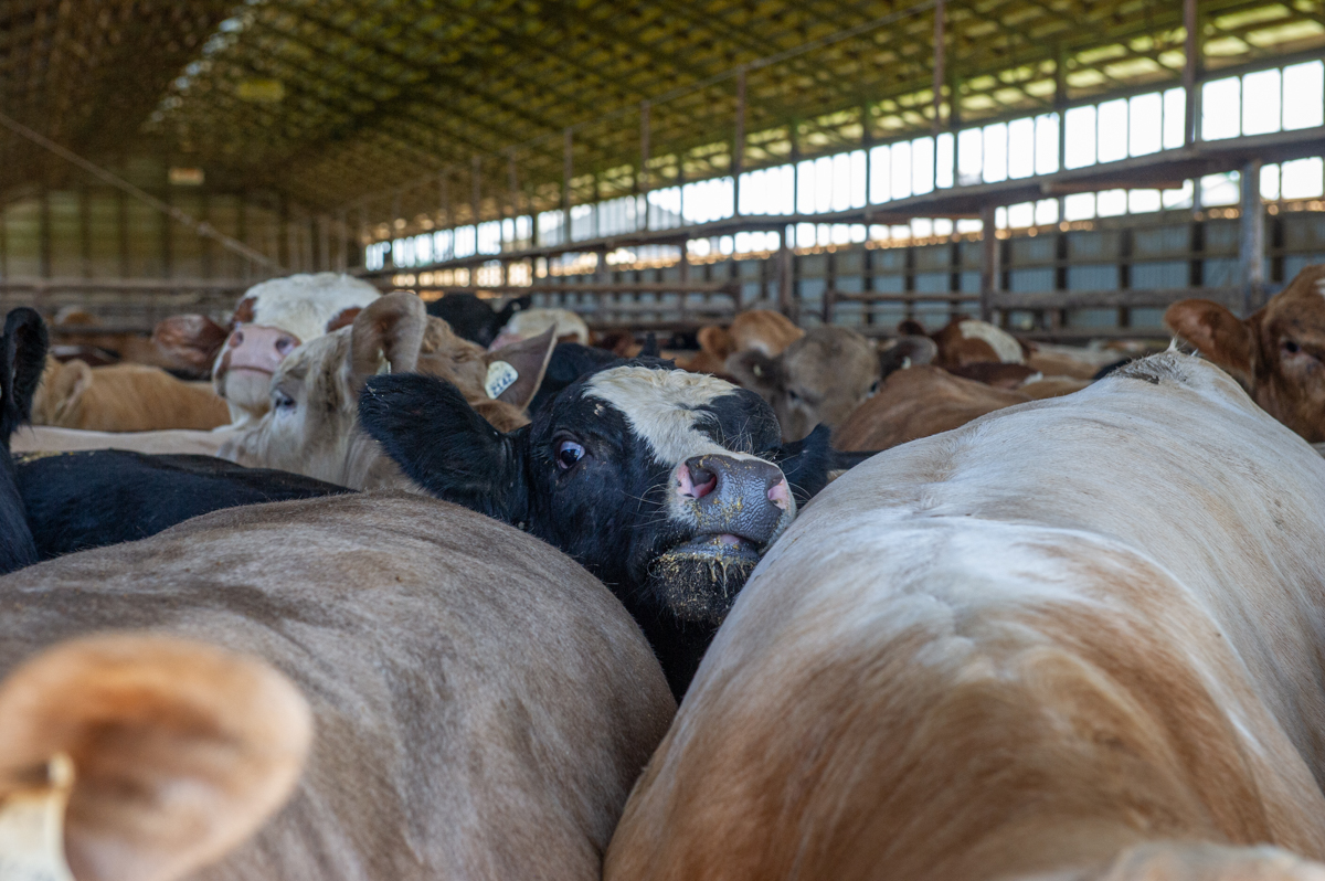 Cattle living in a feedlot. Canada, 2022. Julie LP / We Animals