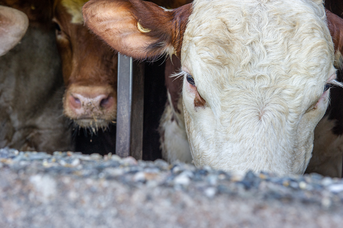 Cattle living in a feedlot. Canada, 2022. Julie LP / We Animals