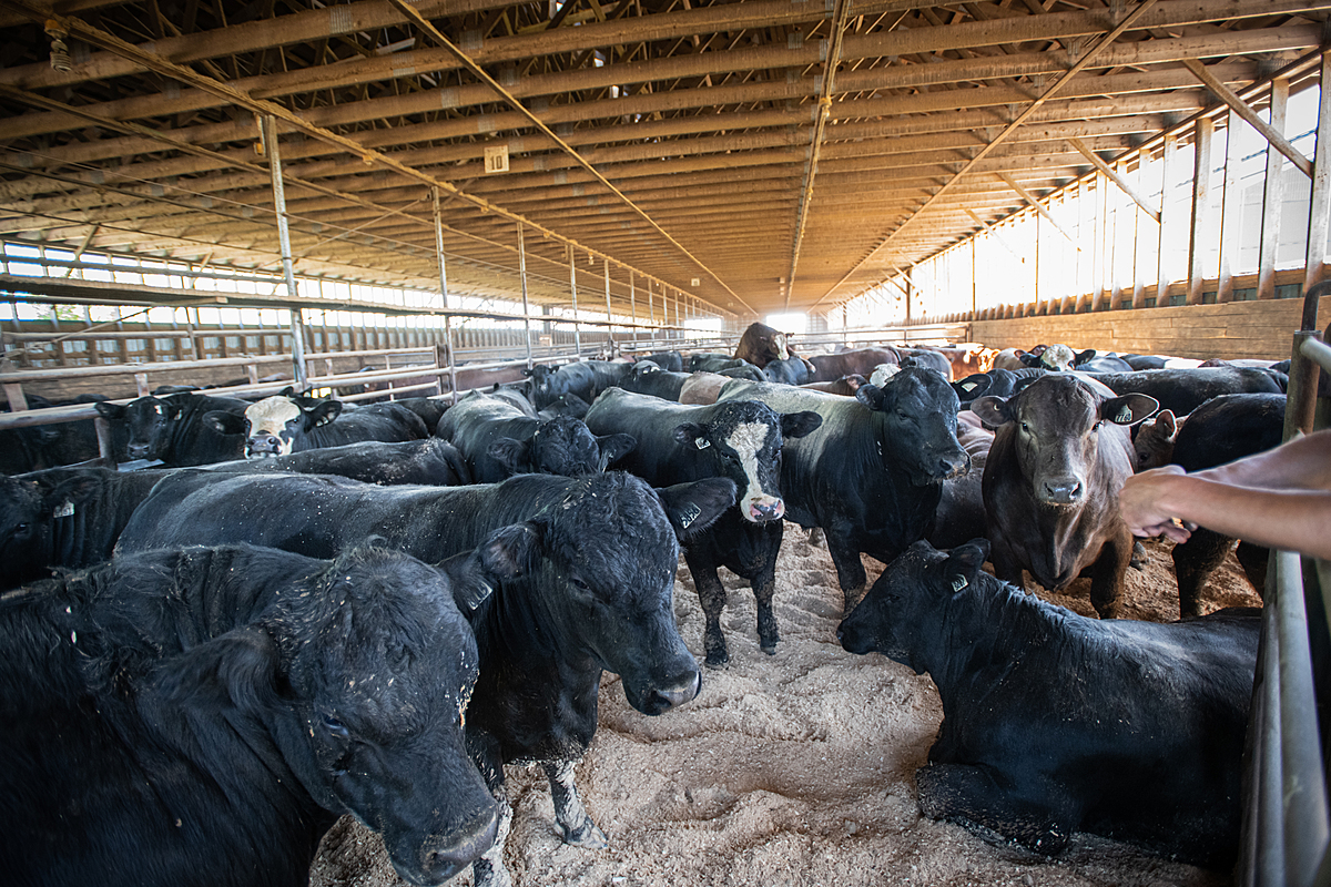 Cattle living in a feedlot. Canada, 2022. Jo-Anne McArthur / We Animals