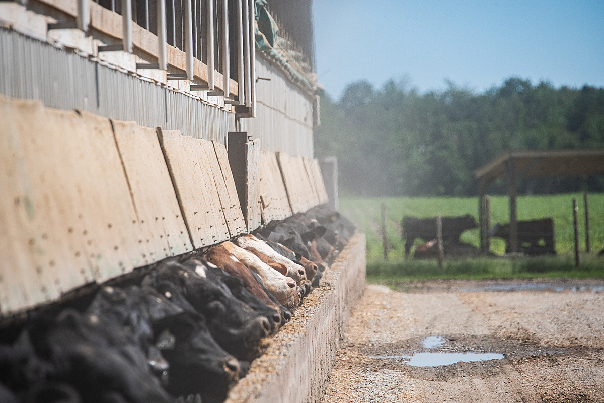 Cattle living in a feedlot. Canada, 2022. Jo-Anne McArthur / We Animals