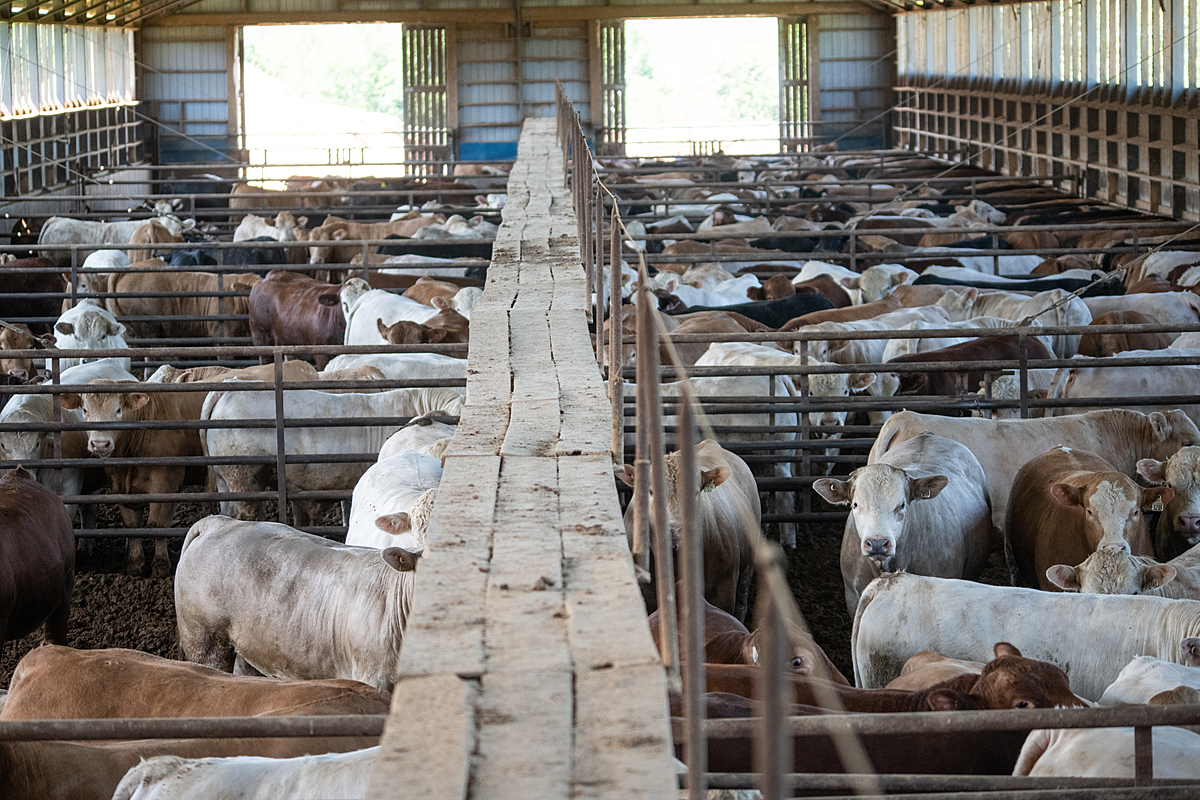 Cattle living in a feedlot. Canada, 2022. Jo-Anne McArthur / We Animals