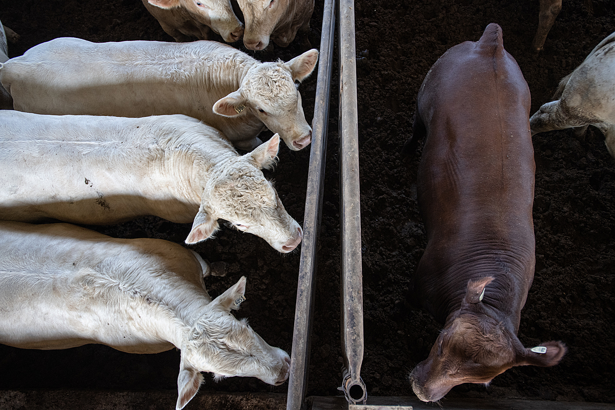 Cattle living in a feedlot. Canada, 2022. Jo-Anne McArthur / We Animals