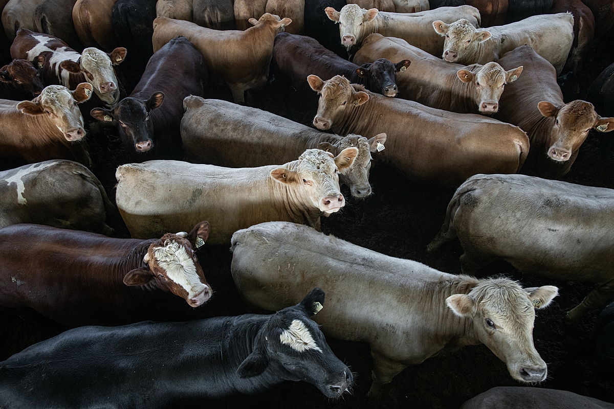 Cattle living in a feedlot. Canada, 2022. Jo-Anne McArthur / We Animals