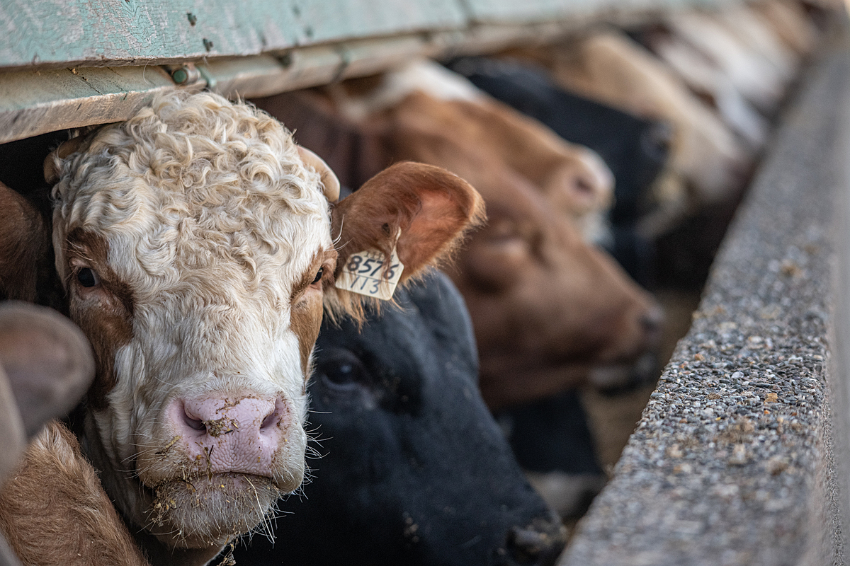 Cattle living in a feedlot. Canada, 2022. Jo-Anne McArthur / We Animals