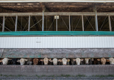 Assignment: Inside Canada’s Cattle Feedlots