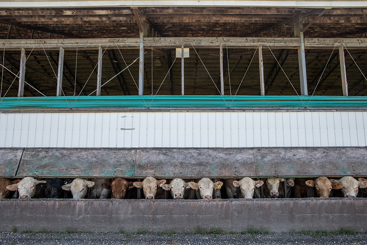 Cattle living in a feedlot. Canada, 2022. Jo-Anne McArthur / We Animals