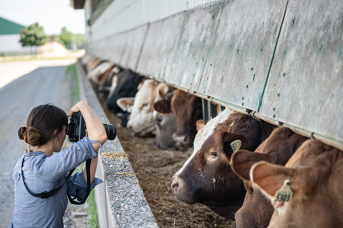 Cattle living in a feedlot. Canada, 2022. Jo-Anne McArthur / We Animals