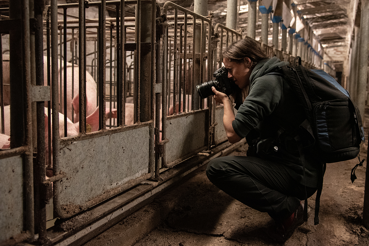 Jo-Anne McArthur photographs sows in their gestation crates at a farm. Italy, 2015. Stefano Belacchi / Essere Animali / We Animals