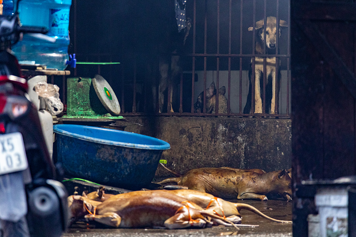 A caged dog stares down at the hairless, gutted and cleaned bodies of slaughtered dogs lying on wet pavement at a slaughterhouse in the Hoai Duc district of Hanoi, Vietnam. Live dogs are held here with a full view of the cleaning process. Vietnam, 2022.Aaron Gekoski / Asia for Animals Coalition / We Animals