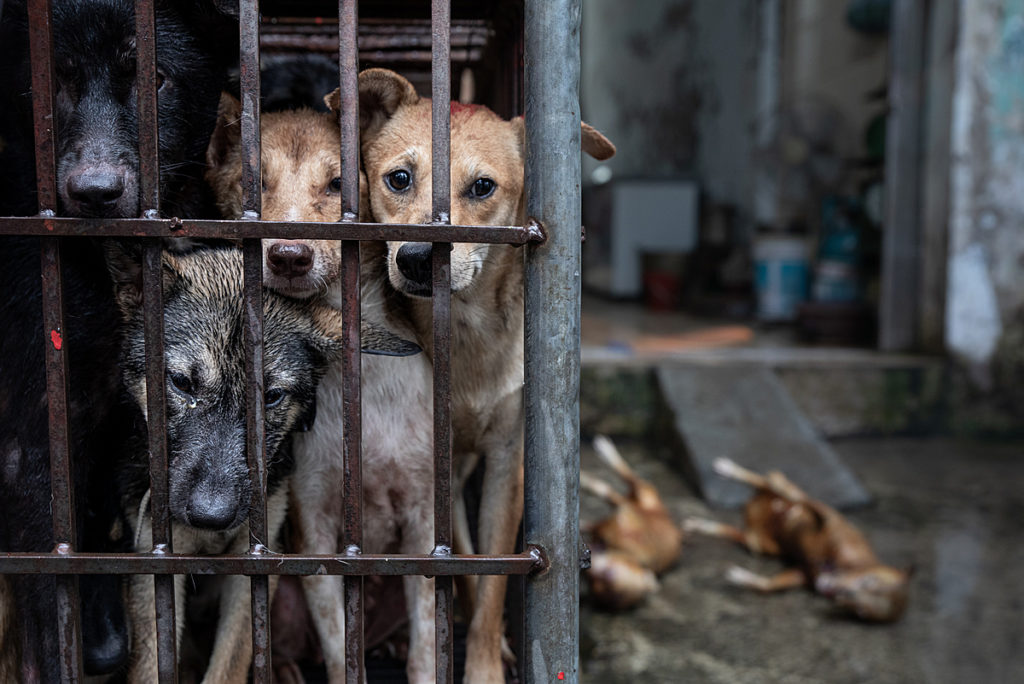 Investigation: Inside Vietnam’s Dog Meat Trade And Wet Markets