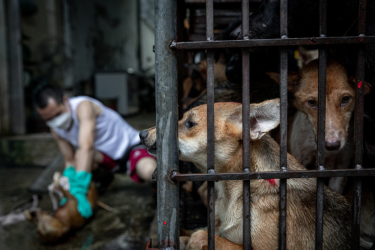 A dog pushes their snout through the bars of a cage while another peers into the camera at a slaughterhouse on Huu Hung Street in Hanoi, Vietnam. Destined to be killed for their meat, these caged dogs have a full view of the other individuals slaughtered before them. These dogs will suffer the same fate as the dead dog behind them, whose body lies on the ground as a worker extracts their internal organs. Vietnam, 2022.Aaron Gekoski / Asia for Animals Coalition / We Animals