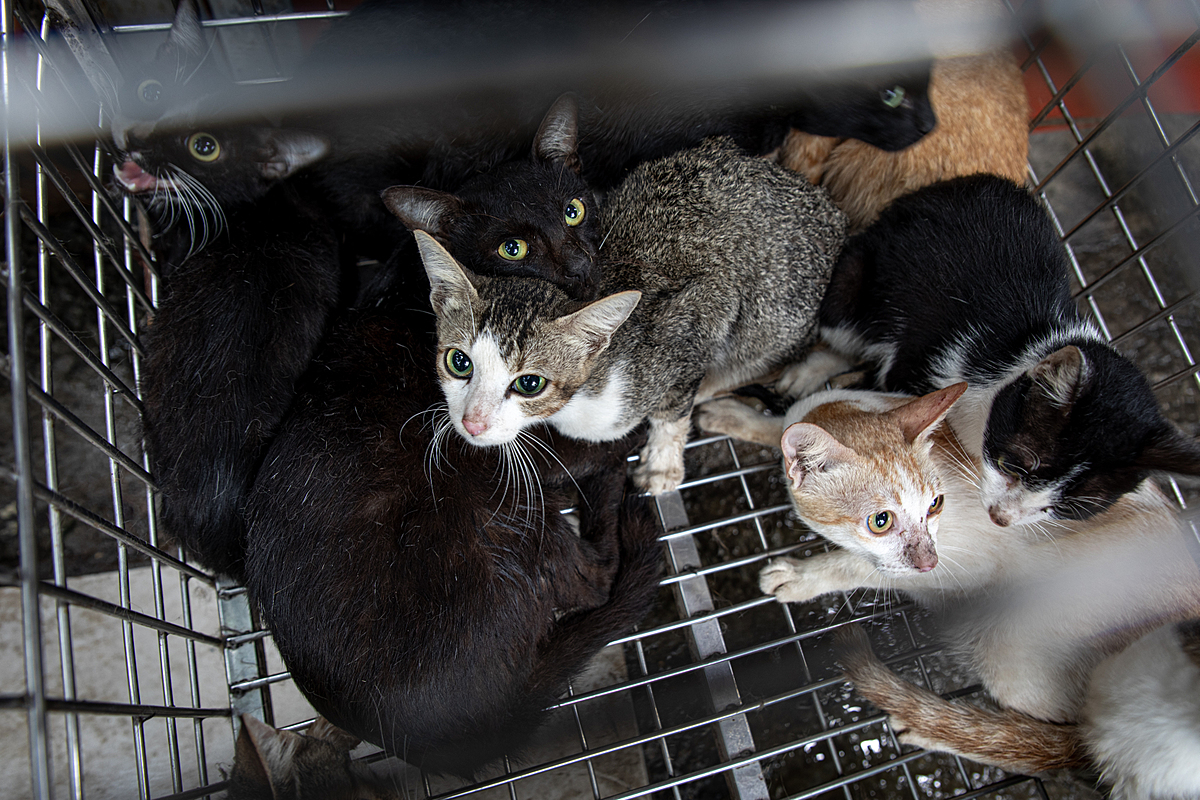 Live cats of various breeds are confined inside a cage at a market in Hanoi, Vietnam. These cats are destined to be killed and sold as "ti?u h?" or cat meat. Vietnam, 2022.Aaron Gekoski / Asia for Animals Coalition / We Animals