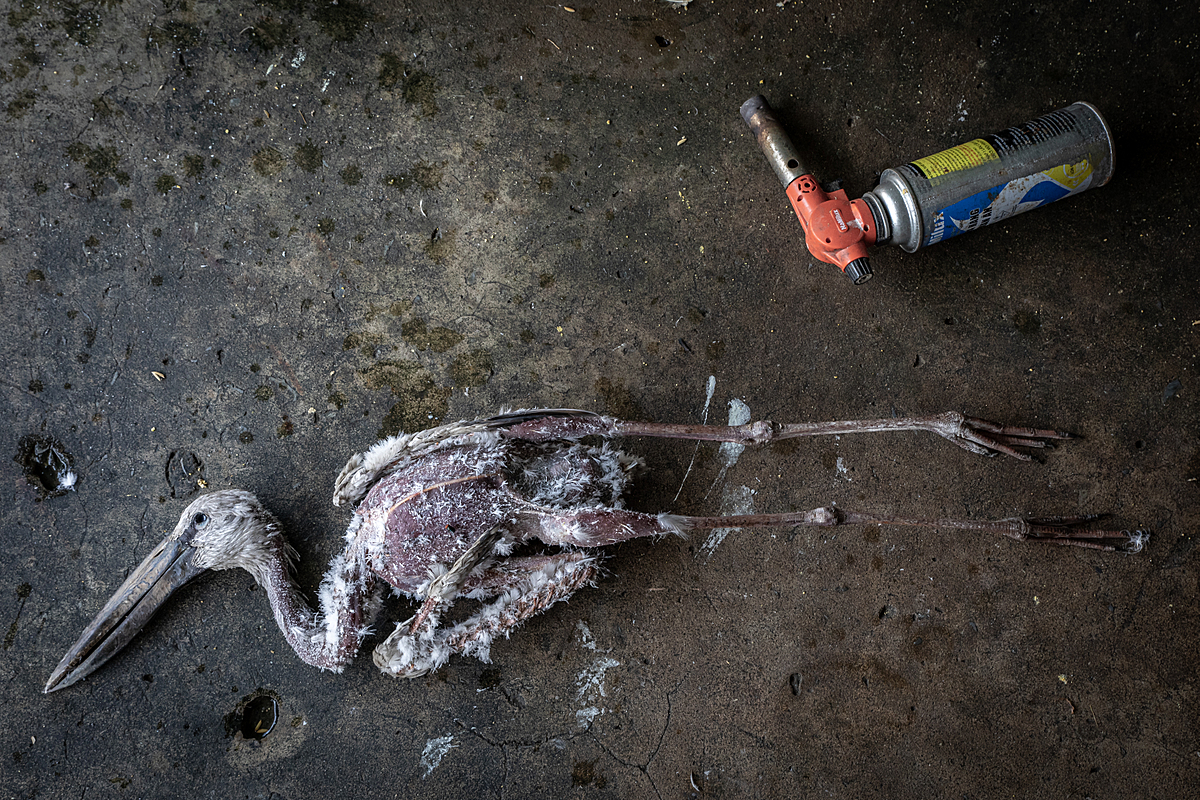 A dead stork laid out on the floor at the Thanh Hoa Bird Market, which is an exotic animal market in Vietnam. A torch on the floor beside them will be used to burn off their remaining feathers. Vietnam, 2022. Aaron Gekoski / Asia for Animals Coalition / We Animals