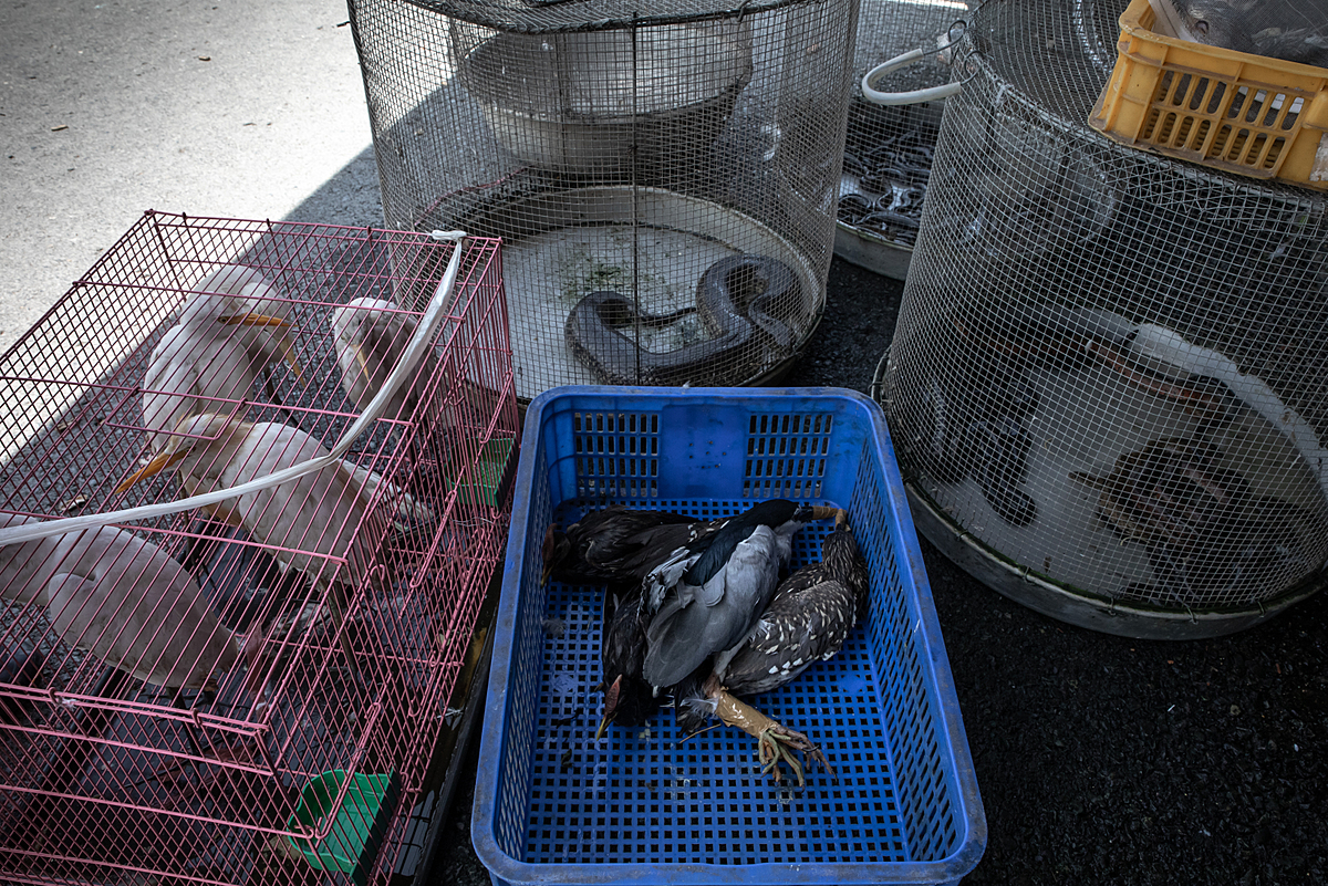 Storks, ducks, and snakes, both alive and dead, are displayed at the Thanh Hoa Bird Market, which is an exotic animal market in Vietnam. This market has many species of animals for sale. Vietnam, 2022. Aaron Gekoski / Asia for Animals Coalition / We Animals