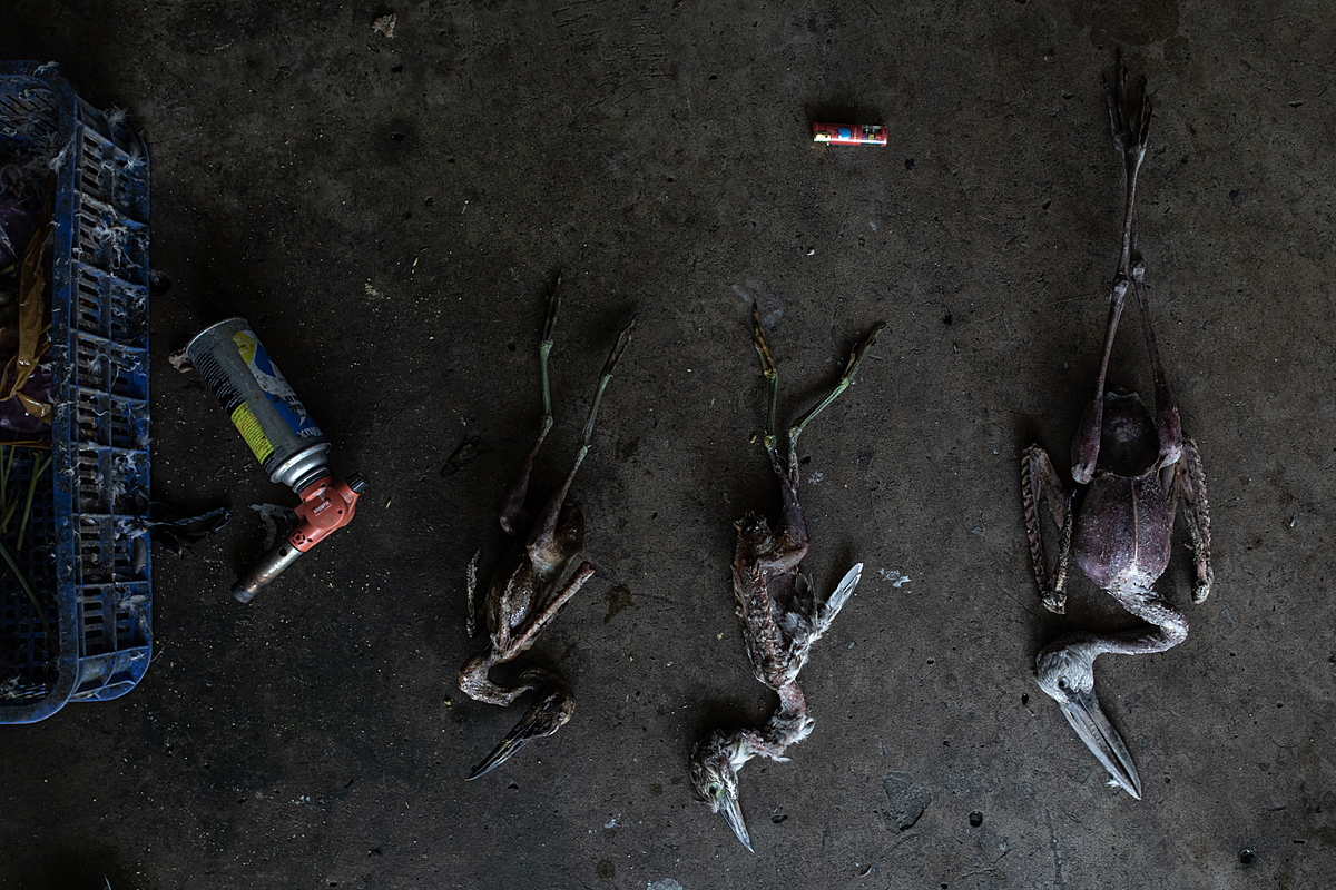 The charred bodies of three dead storks lie on the floor at the Thanh Hoa Bird Market, which is an exotic animal market in Vietnam. A torch has been used to burn off their feathers. Vietnam, 2022.Aaron Gekoski / Asia for Animals Coalition / We Animals