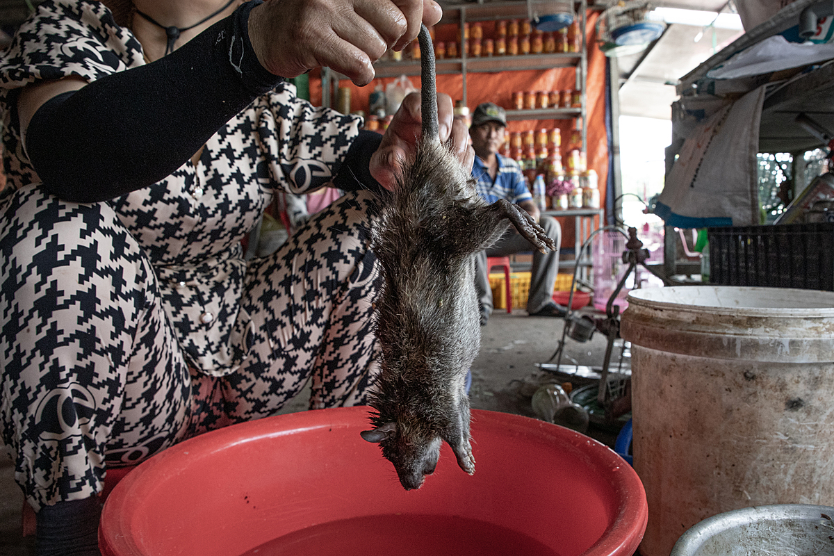 A rat is dipped into boiling water in order to remove their fur at the Thanh Hoa Bird Market, which is an exotic animal market in Vietnam. They will be cut up and cooked for a customer at the market. Vietnam, 2022.Aaron Gekoski / Asia for Animals Coalition / We Animals