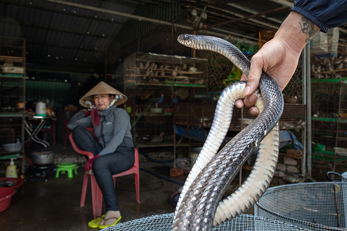 A snake is examined as the vendor looks on at the Thanh Hoa Bird Market, which is an exotic animal market in Vietnam. Snakes here are killed and consumed as a delicacy. Vietnam, 2022.Aaron Gekoski / Asia for Animals Coalition / We Animals