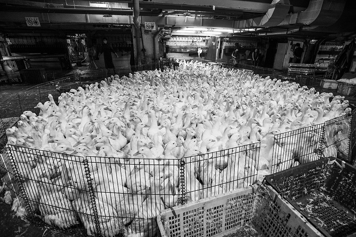 Ducks penned for slaughter. Taiwan, 2019. Jo-Anne McArthur / We Animals