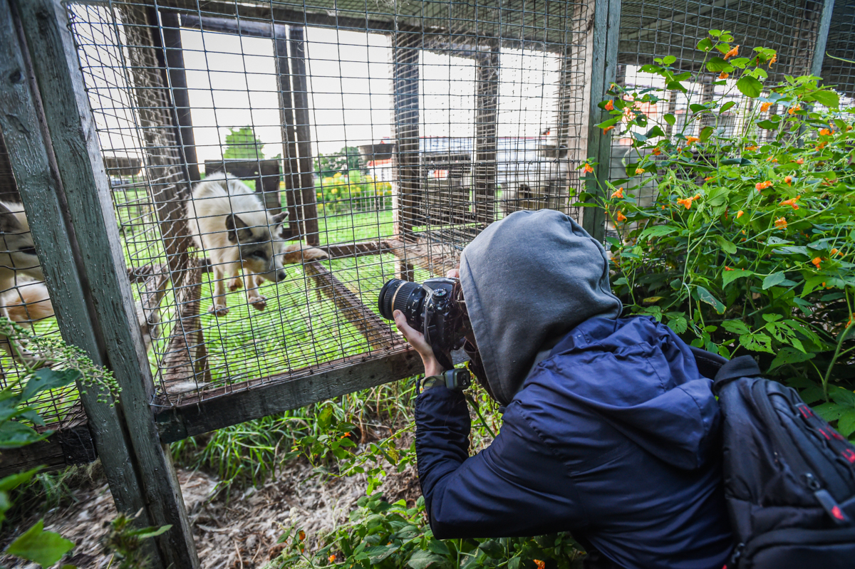 A photojournalist documents a calico or marble fox dwelling inside a barren wire mesh cage at fur farm in Quebec. Foxes raised on fur farms spend their entire lives in cages such as these. They are used for breeding or will eventually themselves be killed for their fur. Canada, 2022. We Animals